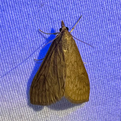 American Lotus Borer Moth