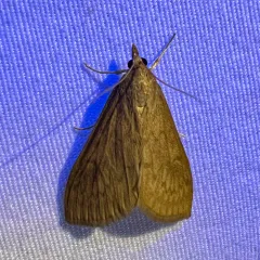 American Lotus Borer Moth thumbnail 1