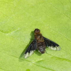 Hemipenthes webberi thumbnail 4