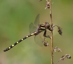Brown Spiketail thumbnail 2