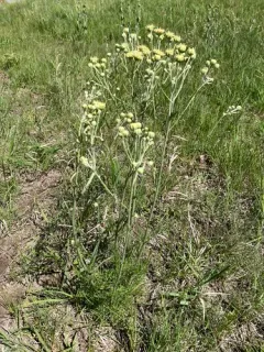 Chalk Hill Hymenopappus thumbnail 2