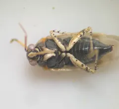 Campylomma verbasci thumbnail 2