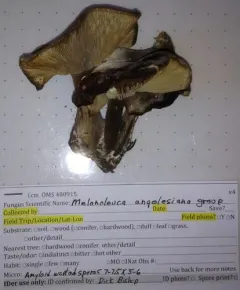 Melanoleuca angelesiana thumbnail 2