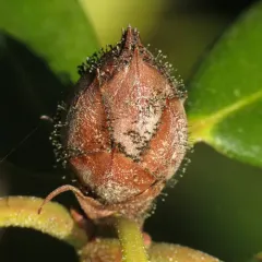 Rhododendron Blight thumbnail 1