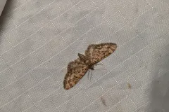 Larch Pug Moth thumbnail 3