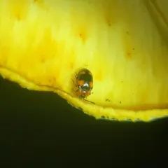 Mycetina perpulchra thumbnail 4
