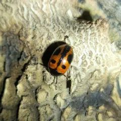 Two-spotted Diaperis thumbnail 3