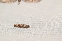 Pseudexentera vaccinii thumbnail 3