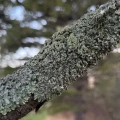 Moondust Speckled Lichen thumbnail 1