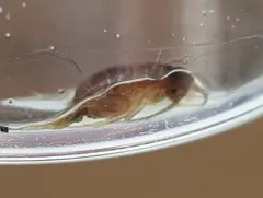 Desert Ant Cricket thumbnail 4