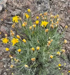 Modoc Hawksbeard thumbnail 4