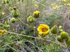 John Day cinquefoil thumbnail 3