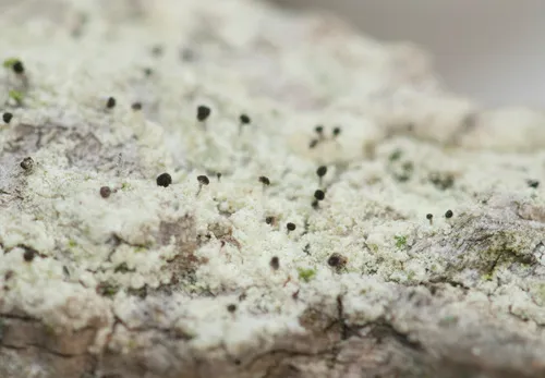 Chaenothecopsis ochroleuca
