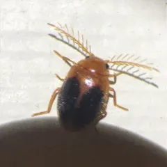 Disk-shaped Marsh Beetle thumbnail 4
