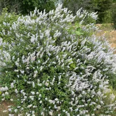 deerbrush ceanothus thumbnail 1