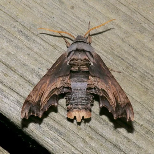 Abbott's Sphinx
