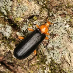 Thighed Fire-colored Beetle thumbnail 4