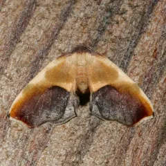 Purple Plagodis Moth thumbnail 1