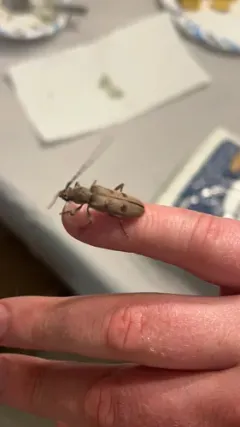Brothylus gemmulatus thumbnail 4