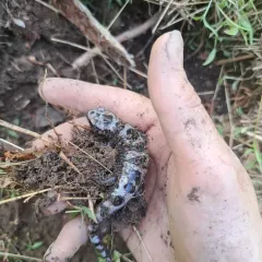 Marbled Salamander thumbnail 2
