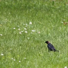 Brown-headed Cowbird thumbnail 3