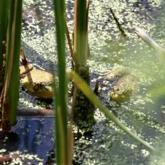 Green Frog thumbnail 3