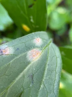 Puccinia apocrypta thumbnail 3