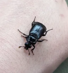 Black Burying Beetle thumbnail 4