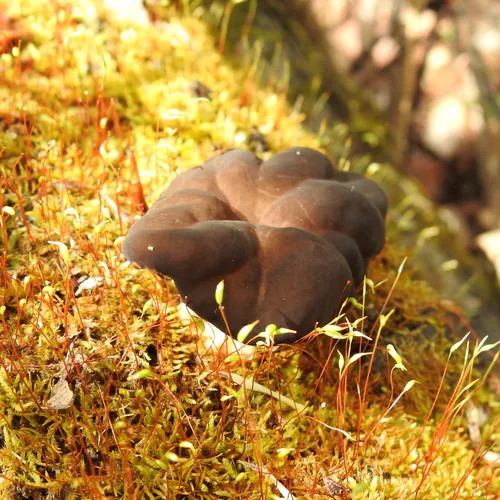 Pseudorhizina sphaerospora