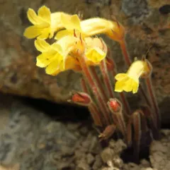 yellow clustered broomrape thumbnail 4