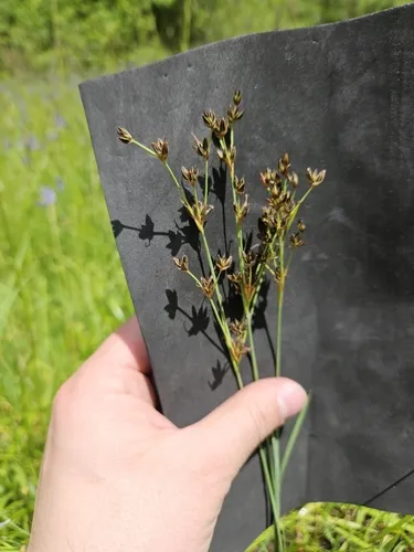 straightleaved rush