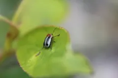 Western Wide-striped Pachy thumbnail 3
