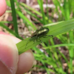 Frost's reed beetle thumbnail 2
