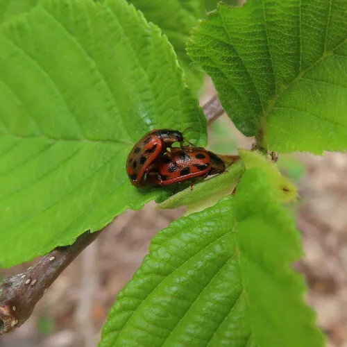 Maine Leaf Beetle