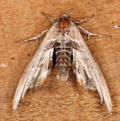 Light Marathyssa Moth thumbnail 4