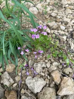 rose vervain thumbnail 3