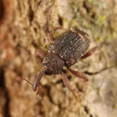 White-shouldered Curculio thumbnail 1
