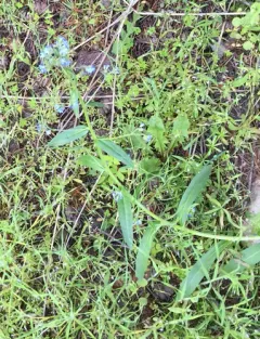 many-flowered stickseed thumbnail 4