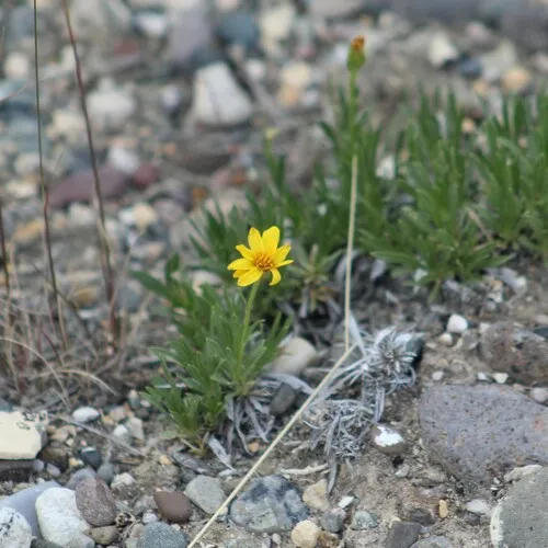 Stemless Mock Goldenweed