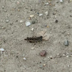 Brown-spotted Range Grasshopper thumbnail 4