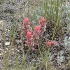 northwestern paintbrush thumbnail 3