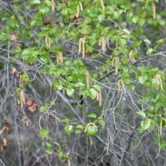 water birch thumbnail 3