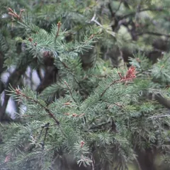 Engelmann spruce thumbnail 4