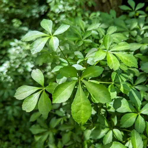 Five-fingered Aralia