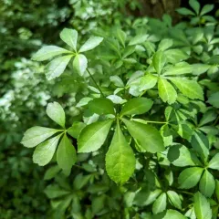 Five-fingered Aralia thumbnail 1