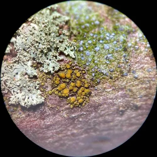 Candelariella lutella