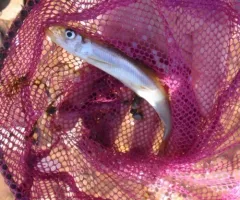 Rainbow Smelt thumbnail 2