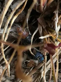 Platydracus rutilicauda thumbnail 4