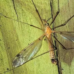 Sooty Crane Fly thumbnail 3