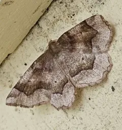 Refracted Metarranthis Moth thumbnail 3